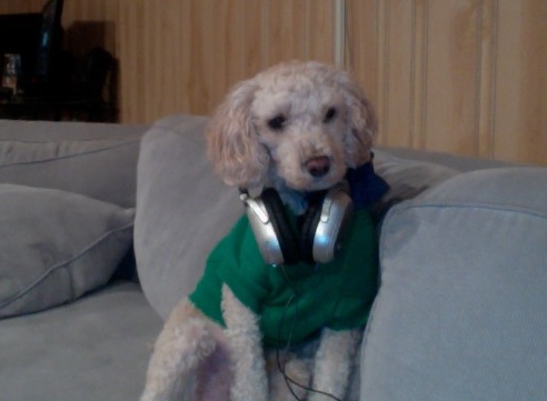 Dog on the couch with headphones